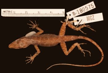 Media type: image;   Herpetology R-180575